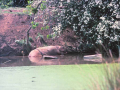 pig-in-the-canal